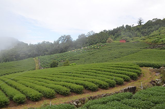 Plantation de thé taïwanaise